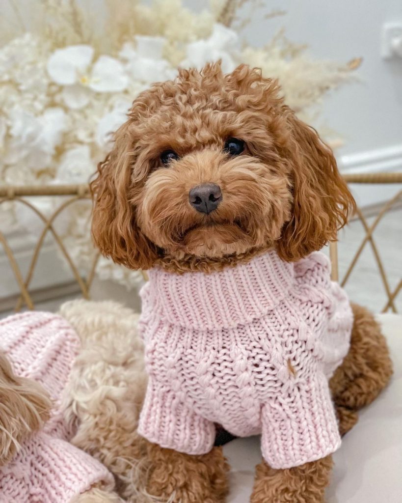 Brown Cavoodle in Sweater