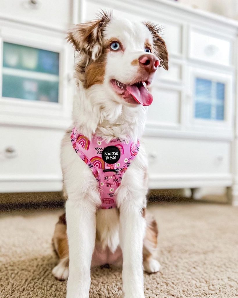 Pink Dog Harness